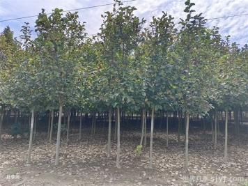 园林植物分类大全，区别乔木灌木花卉藤本