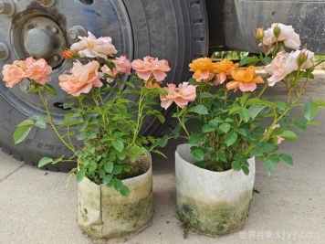 月季是宿根植物吗？ 