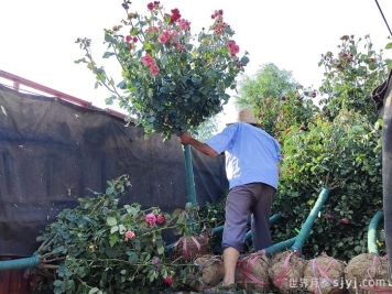 树木土球取挖的技术标准