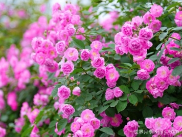 泸州合江：蔷薇花海悄然绽放，浪漫满屏正值打卡