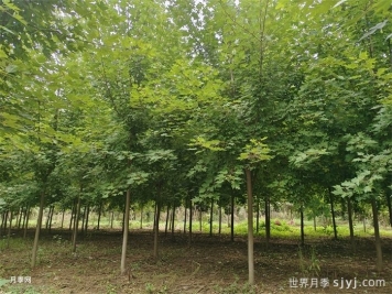 济宁苗木产业特点与主要种类概述