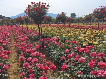 《LY/T 2773-2016绿地月季栽培养护技术规程》标准