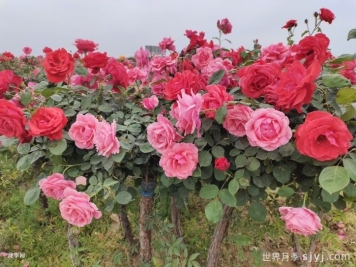 三明泰宁：春回大地万物苏 苗木市场购销旺