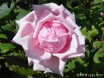 2026年第17届世界古老月季大会将在南阳举办