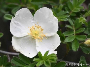 绢毛蔷薇