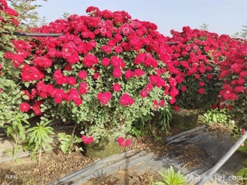 如何做好园林苗木四季施肥工作？