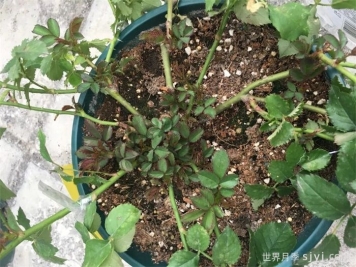 月季小苗迟迟不生长？教你压枝和掐花苞