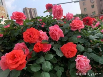 遂宁大英：满城月季热烈盛放，繁花似锦绘就春色