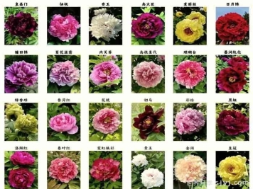 分享最美的36个牡丹品种，你见过几个？