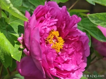 常见十二种牡丹品种简介