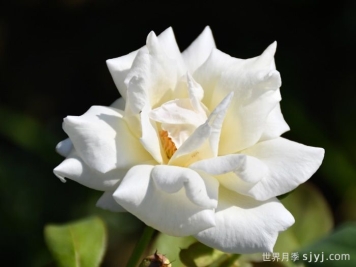 南阳古老月季品种图鉴，分享5个品种