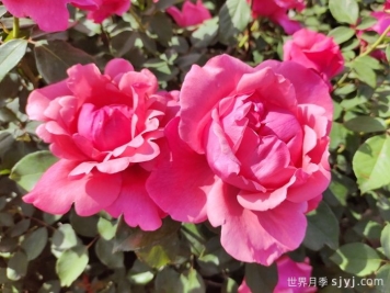 南阳市月季国家林木种质资源库收集保存4350个品种