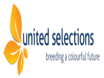 月季育种家：荷兰联合精选月季United Selections
