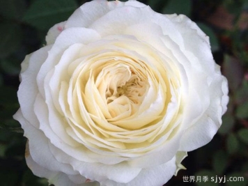 月亮王阳台月季Moon King Terrazza