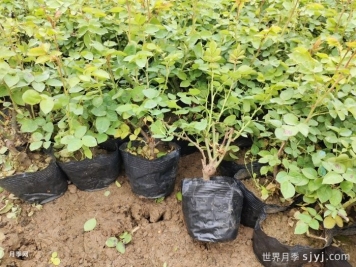 盆栽月季杯苗优质培养技能