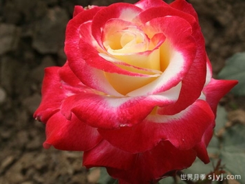 花大香浓艳丽，养月季就选红双喜月季