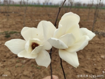 白玉兰花喜欢阳光吗？