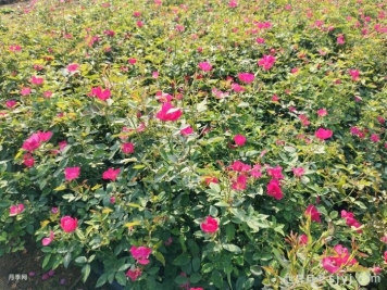 月季苗圃地化学除草方案