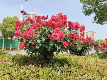 南阳白河湿地公园有哪些月季景观？