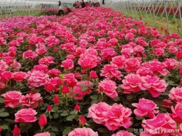 月季花修剪的意义是什么？