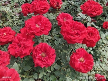 现代月季切花的种植