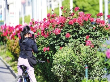 陇南武都区：一径月季 半城清芬