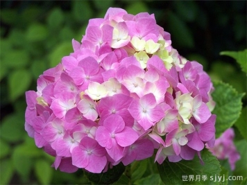 绣球的分类与修剪