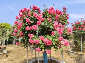 南阳月季：月季花开福满城
