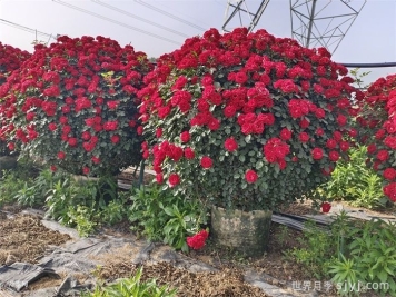 花园多年生草本花卉植物修剪技巧