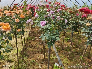 多色欧月树状月季/蔷薇杆棒棒糖月季
