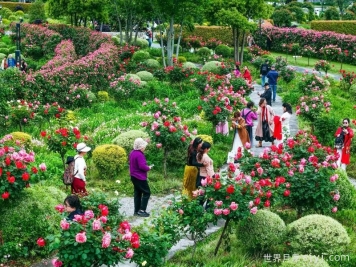 武汉金银湖月季花园，5万株月季花竞相开放
