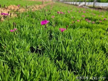 耐寒草花打造韧性花园