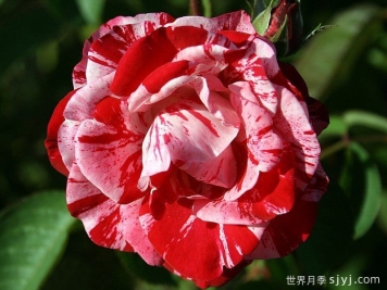 薄荷漩涡月季Peppermint Swirl