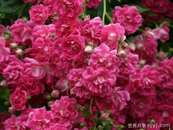 超级埃克塞尔萨月季Super Excelsa