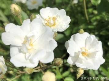 夏日雪月季Summer Snow