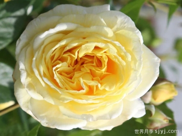 卡尔普洛伯格月季Karl Ploberger