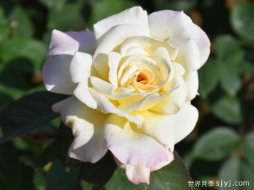 游园会月季/花园派对/舞会Garden Party