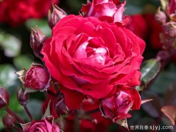 美丽的格拉斯月季/格拉斯街景Belle de Grasse