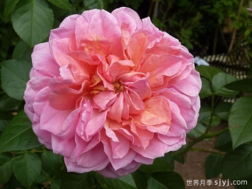 苹果点心月季/皮平Pippin