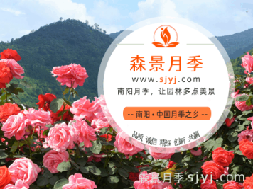 关于月季网