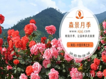 中国月季网(www.sjyj.com)，月季品种大全和栽培养护专业网站