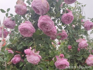 自由精神和伊芙月季如何修剪？