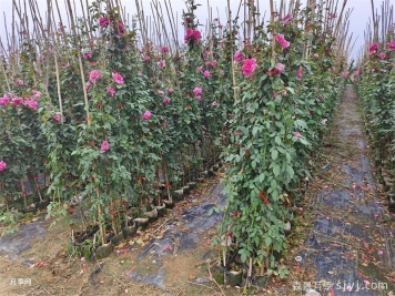 怎么保证苗木移植后100%成活呢？