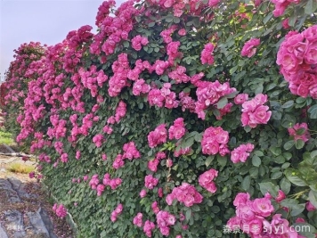 小院篱笆墙唯美灵动，月季花墙直击你灵魂