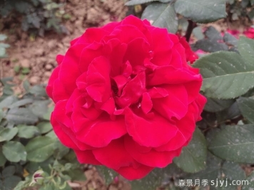 茶花女月季与梅朗口红月季的区别是什么？