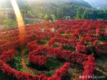 山东各地月季花开正当时，美美美！