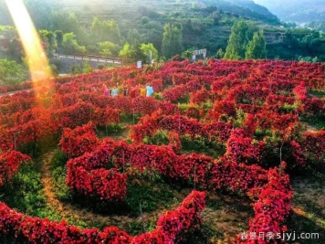 月季园：青岛齐长城月季花谷
