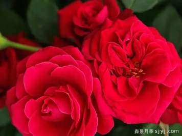 红色天梯月季Heavenly Ascent Red