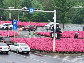 西子伊人月季盛放，妆点郴州城区添新景