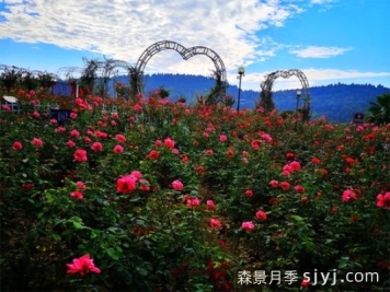 古交适合种月季吗？古交月季景点